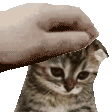 кот